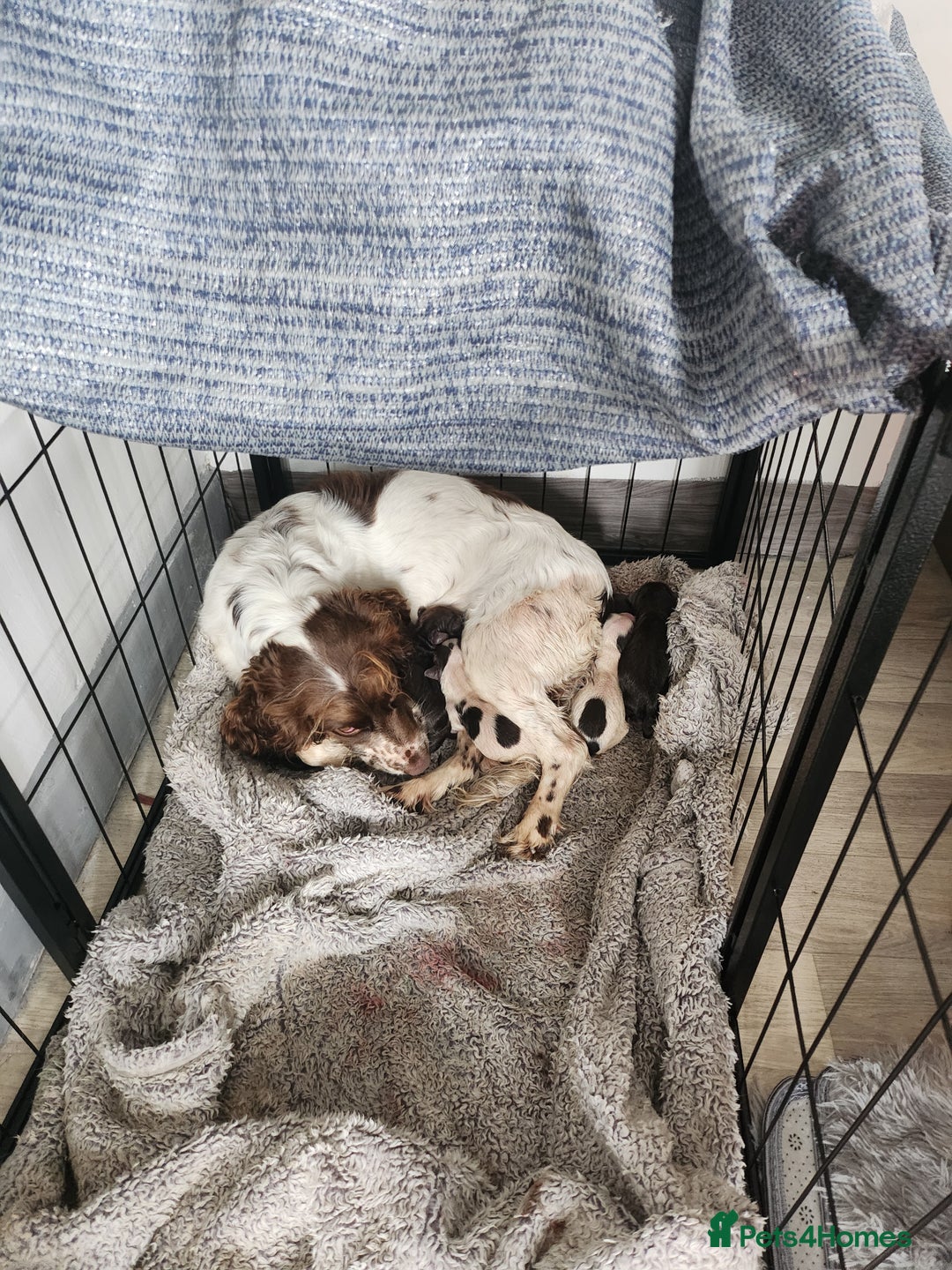 Cocker Spaniel dogs for sale: 7 pups 4 girls 3 boys  - Image 4
