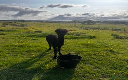 Alpaca livestock for sale: Alpacas  - Advert 10