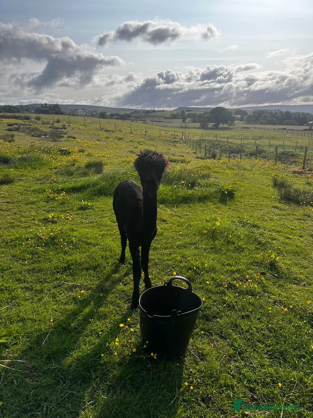 Alpaca livestock for sale: Alpacas  - Advert 10