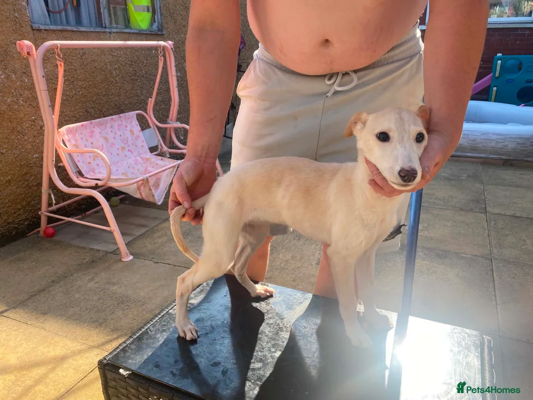 Saluki dogs for sale: Slukie greyhound  in Barnsley - Advert 2