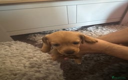 Mixed Breed dogs for sale: 4 Jack Russell cross Dachshund puppies - Image 11