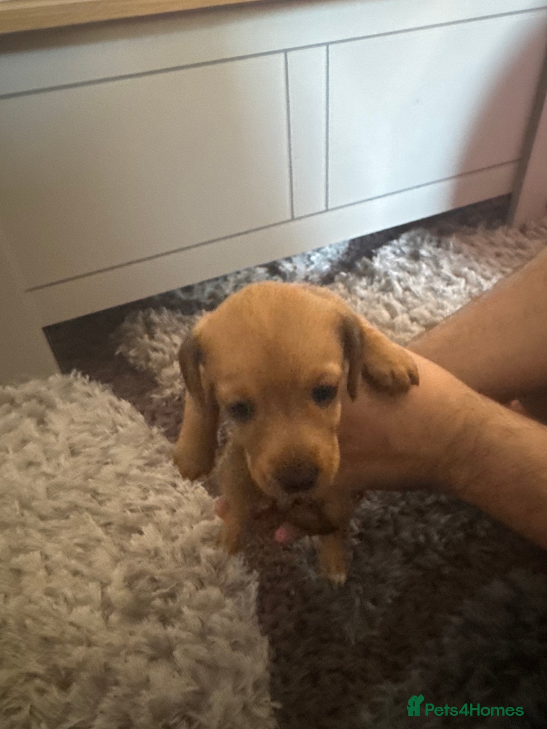 Mixed Breed dogs for sale: 4 Jack Russell cross Dachshund puppies - Image 11