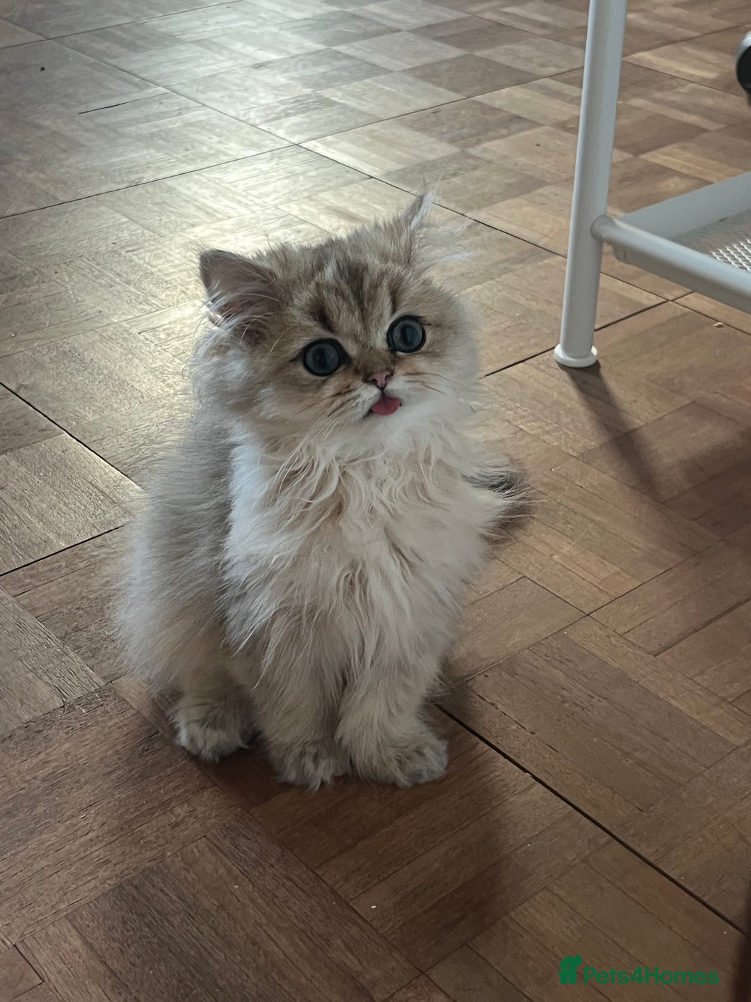 British Longhair cats for sale: Stunning British Longhair Kittens - Goldy & Snowy! - Advert 15