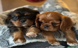 Cavalier King Charles Spaniel dogs for sale: High quality Cavalier King Charles Spaniel Puppies - Image 9