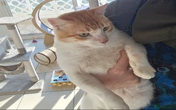 Mixed Breed cats for adoption: [Indoors only] Goofy! Adorable clingy champ! - Advert 14