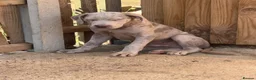 Cane Corso dogs for sale: Male cane corso puppy for sale - Advert 7