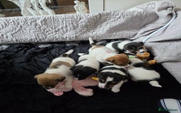 Jack Russell dogs for sale: Jack russell puppies - Image 17