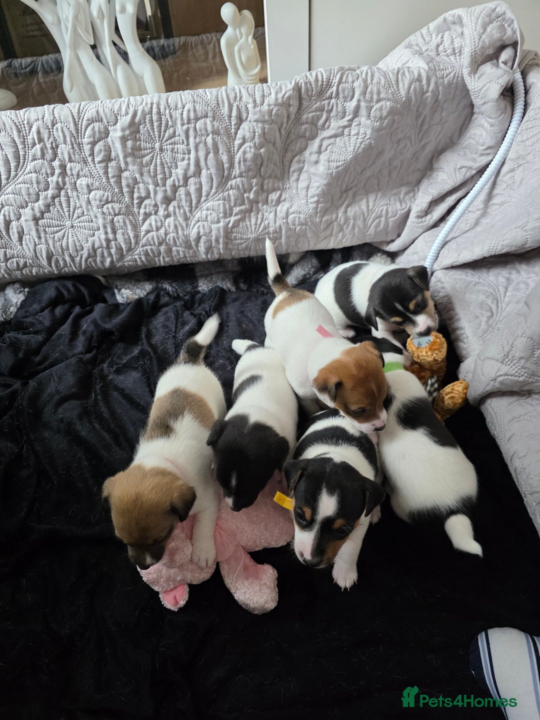Jack Russell dogs for sale: Jack russell puppies - Image 17