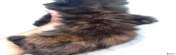 Mixed Breed cats for sale: Kittens  - Advert 10