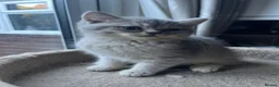 British Shorthair cats for sale: Gorgeous Gccf British  Longhairs  - Advert 6