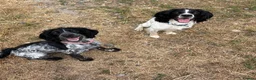 Sprocker dogs for sale: Sprocker Puppies for sale - Advert 2