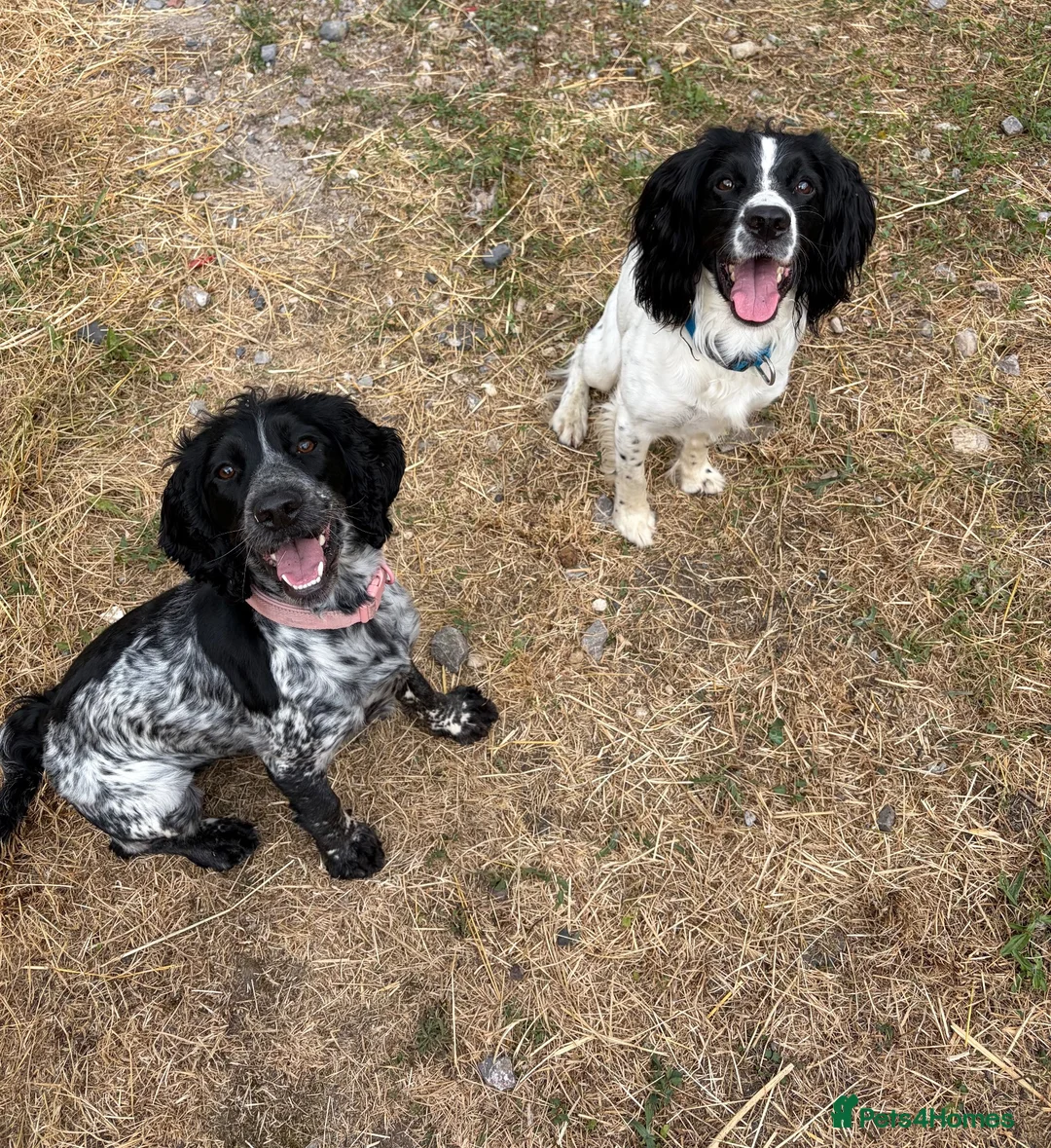 Sprocker dogs for sale: Sprocker Puppies for sale - Advert 2