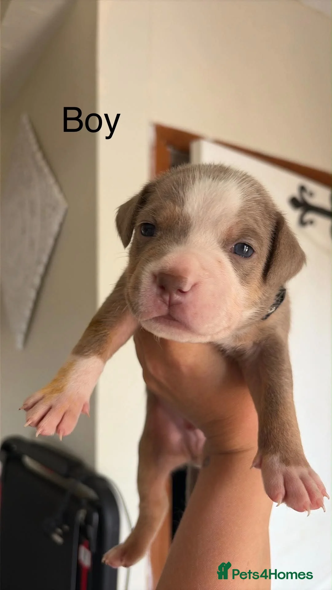 American Bully dogs for sale: American bully standard  - Advert 6
