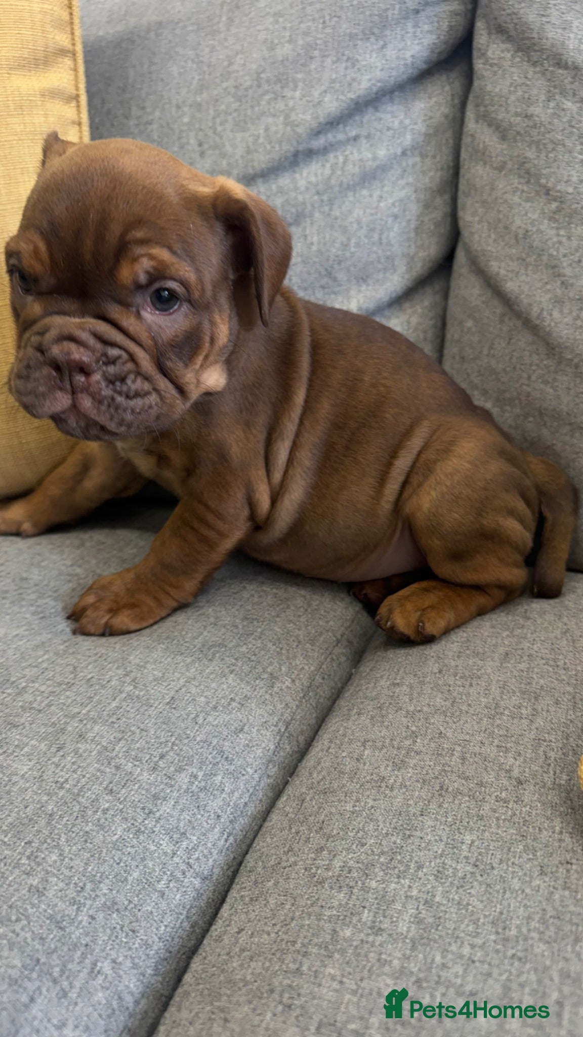 English Bulldog dogs English bulldogs !!ONLY 3 LEFT!! - Advert 9