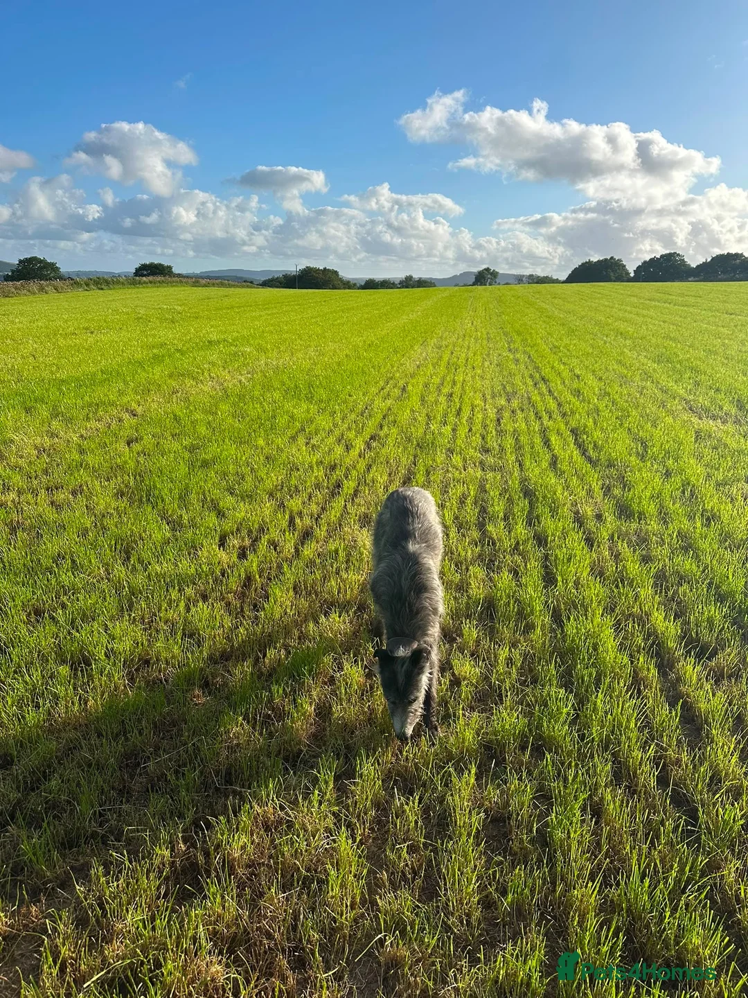 Mixed Breed dogs for sale: Dear hound greyhound in Hengoed - Advert 10