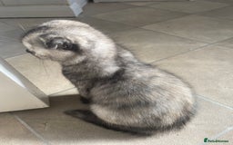 Scottish Fold cats for sale: Pedigree Scottish fold kittens for sale  - Image 10