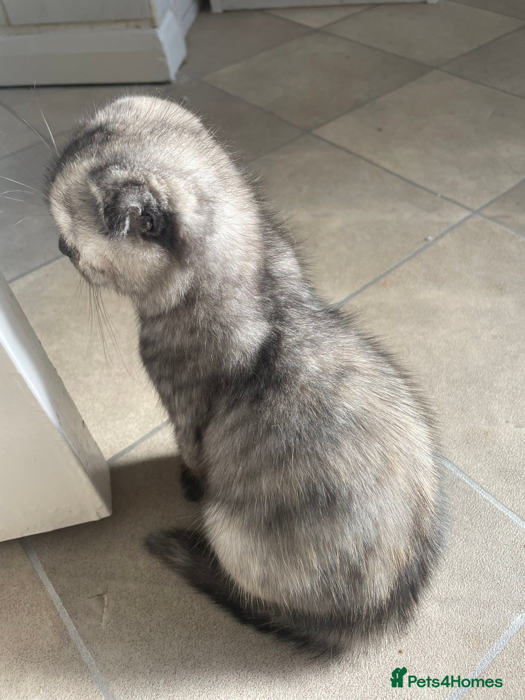 Scottish Fold cats for sale: Pedigree Scottish fold kittens for sale  - Image 10