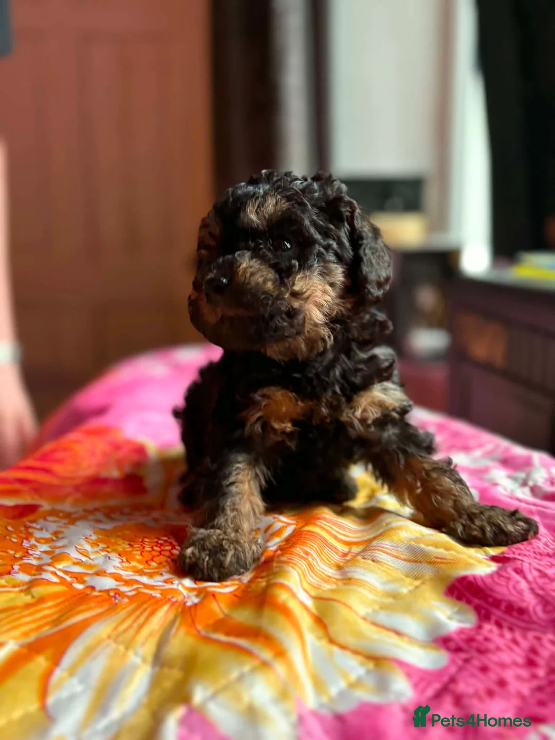 Labradoodle dogs for sale: Stunning mini phantom labradoodles - Advert 1