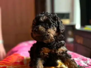 Labradoodle dogs Stunning mini phantom labradoodles - Advert 5