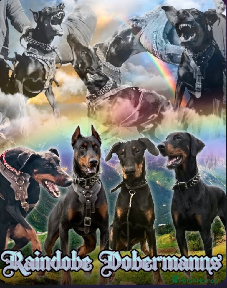 Dobermann dogs Dobermann pups - Advert 2