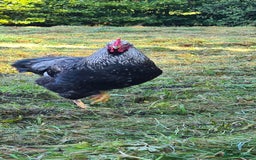 Chickens poultry for sale: 1 Male Double silver laced Barnevelder  - Image 1