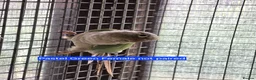 Conures birds for sale: Green Cheek conures - DNA sexed - Advert 8