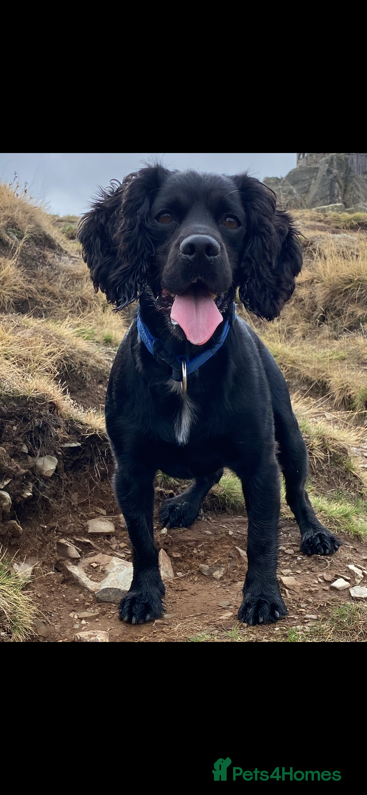 Cocker Spaniel dogs Cocker spaniel stud for breeding  - Advert 2