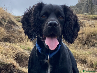 Cocker Spaniel dogs Cocker spaniel stud for breeding - Advert 2