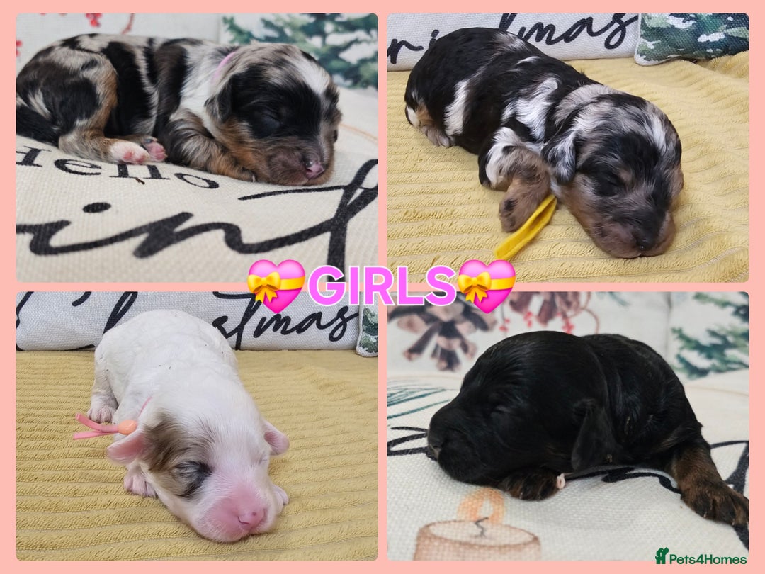 Cavapoo dogs for sale: STUNNING FULLY HEALTH TESTED F1B CAVAPOO  - Advert 10