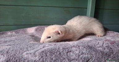 Ferret rodents - Advert 16