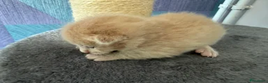 Light ginger 