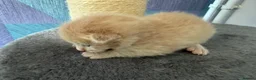 Mixed Breed cats for sale: Three ginger boys One Tortie Girl - Advert 9