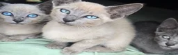 Mixed Breed cats for sale: Siamese - Advert 3