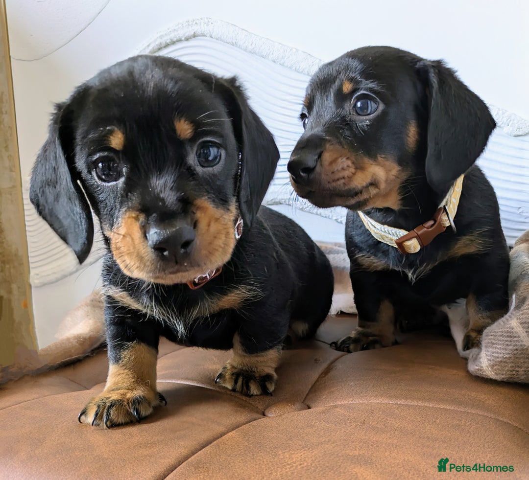 Miniature Dachshund dogs for sale: Miniature Dachshund Puppies  - Image 6