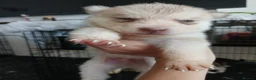 Siberian Husky dogs for sale: 2 LEFT REDUCED Stunning Siberian Husky Puppies - Advert 17