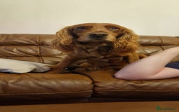 Cocker Spaniel dogs for sale: Cocker spaniel puppies - Image 10