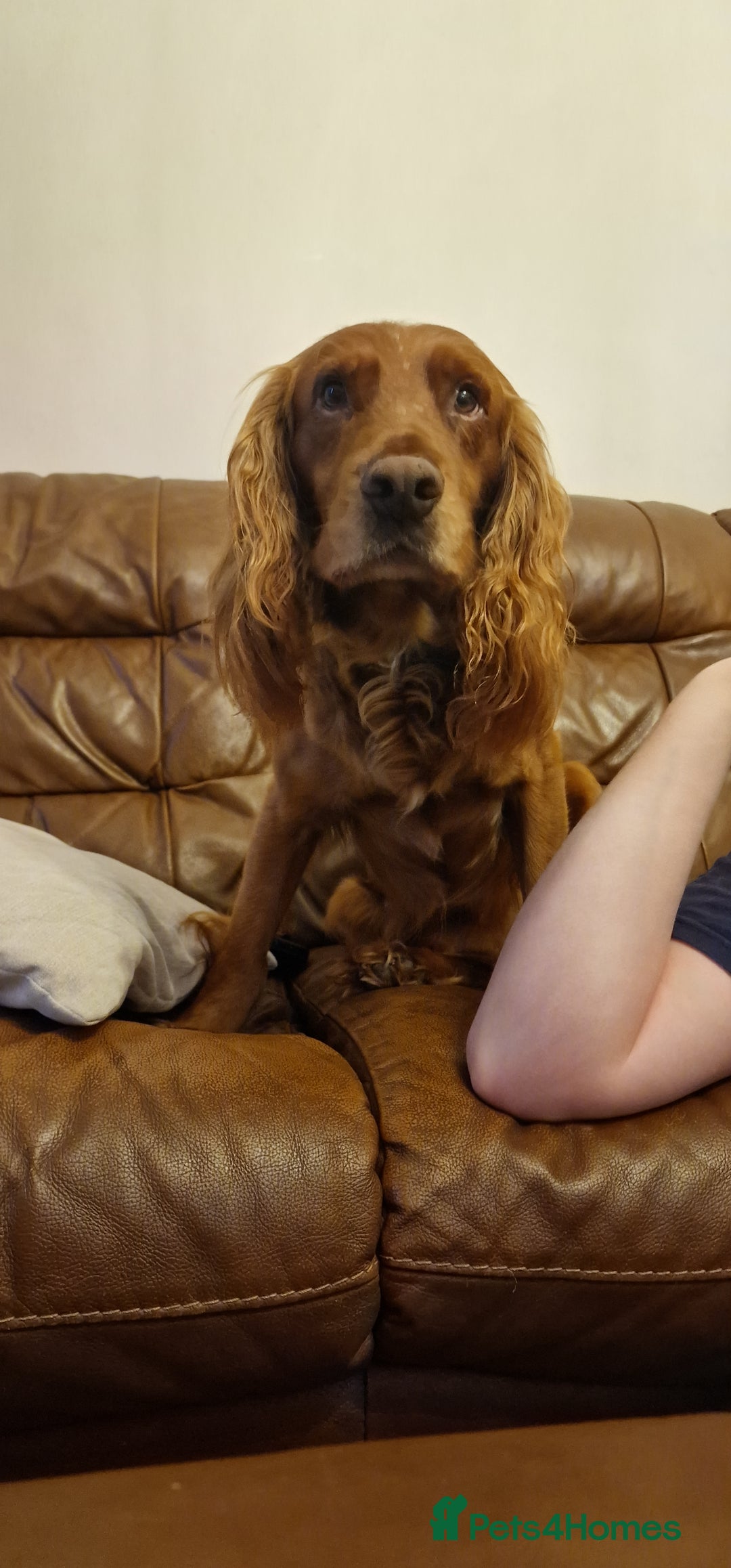 Cocker Spaniel dogs for sale: Cocker spaniel puppies - Image 10