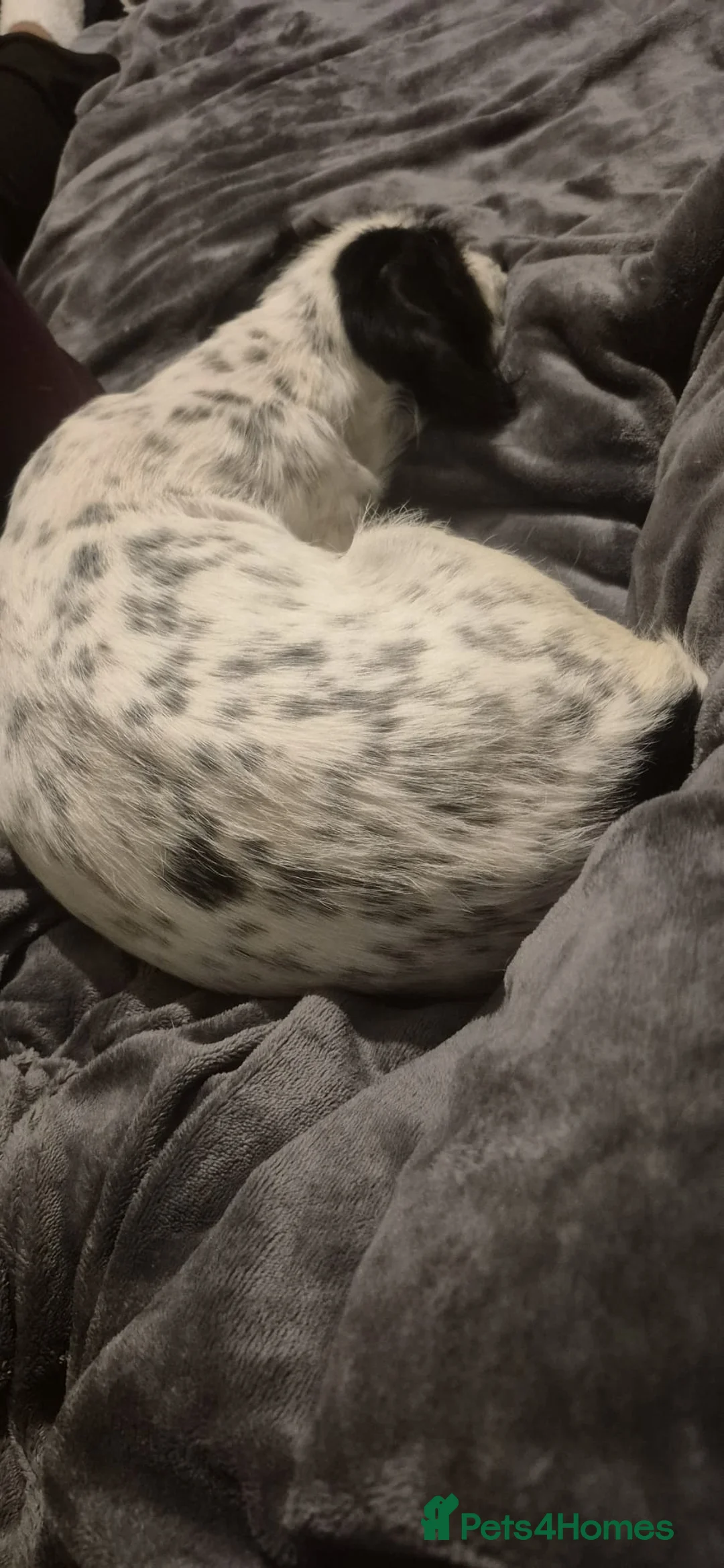 Mixed Breed dogs for sale: Spaniel cross - Advert 7