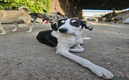 Mixed Breed dogs for adoption: OTIS - a Handsome and gentle boy for a Loving Home - Image 22