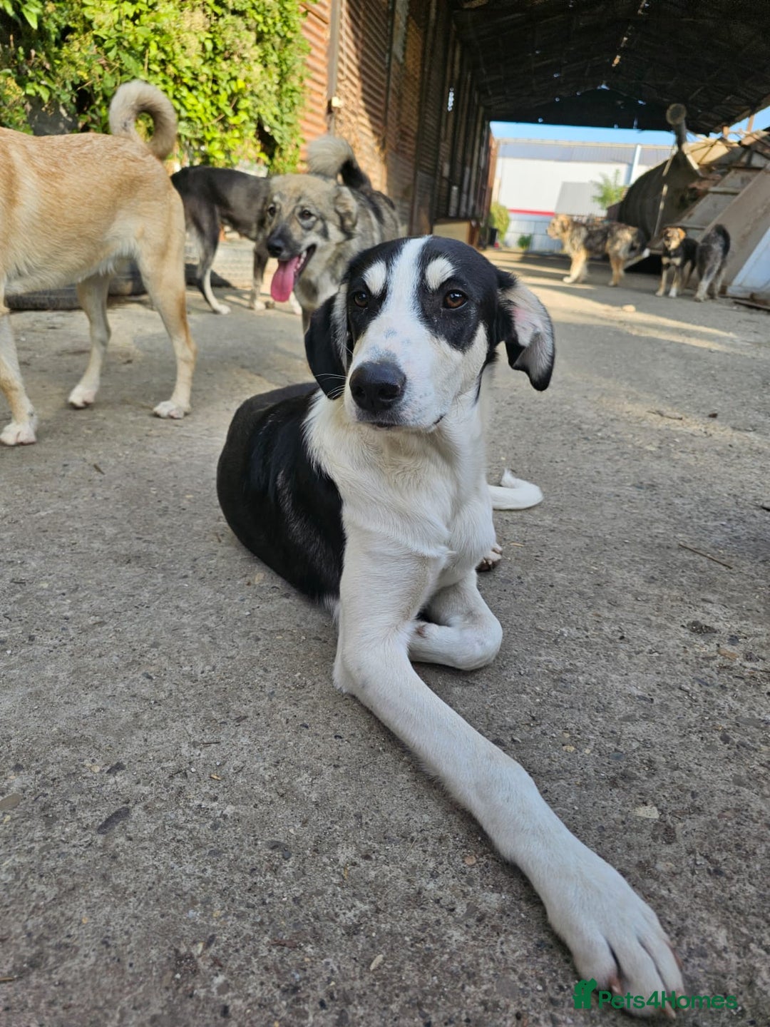 Mixed Breed dogs for adoption: OTIS - a Handsome and gentle boy for a Loving Home - Image 22