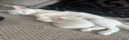 Mixed Breed cats for sale: Kittens - Advert 6