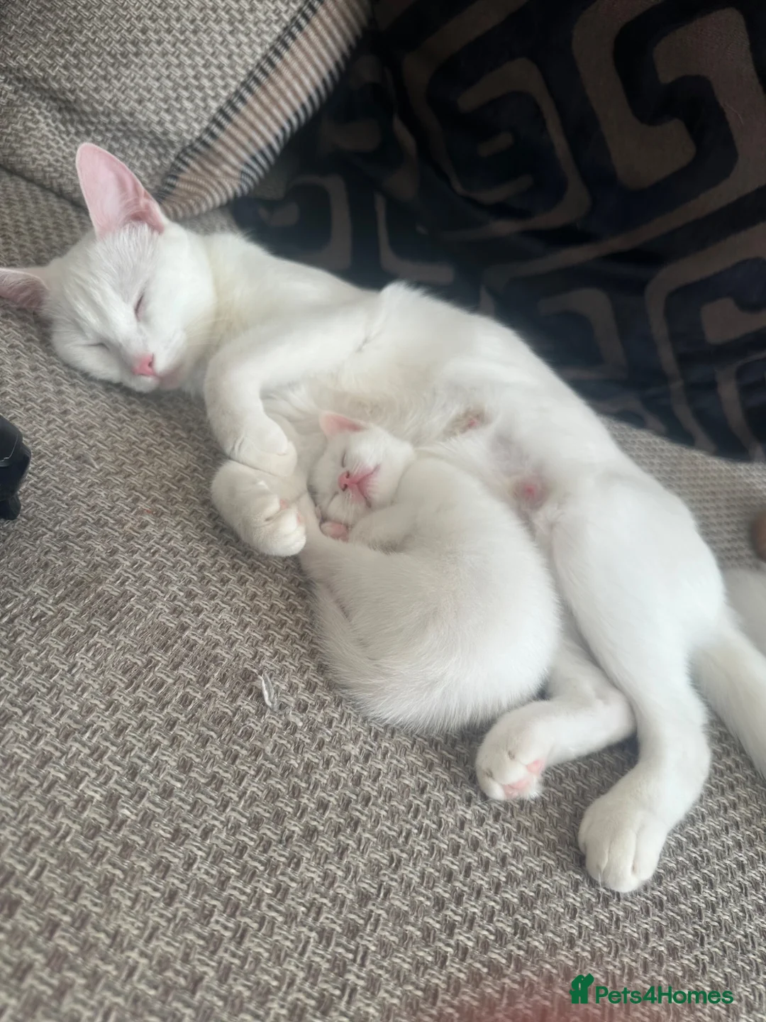 Mixed Breed cats for sale: Kittens - Advert 6