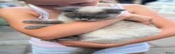 Mixed Breed cats for sale: Beautiful kittens  - Advert 5