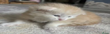 Maine Coon Kitten 1