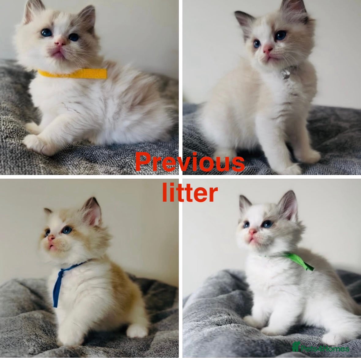 Ragdoll cats for sale: Beautiful full pedigree Ragdoll kittens ❤️😻 - Advert 3