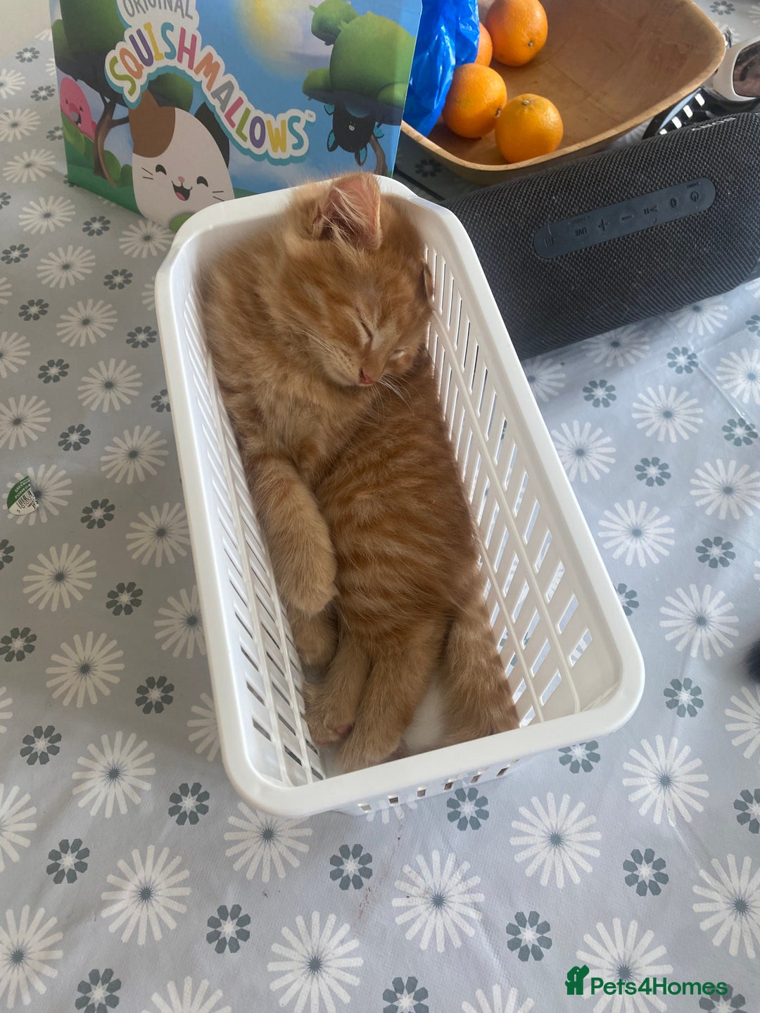 Mixed Breed cats for sale: Forever home 🙏🏻 - Image 8