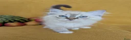 Ragdoll cats for sale: GCCF Full Pedigree Ragdoll Kittens  - Advert 26