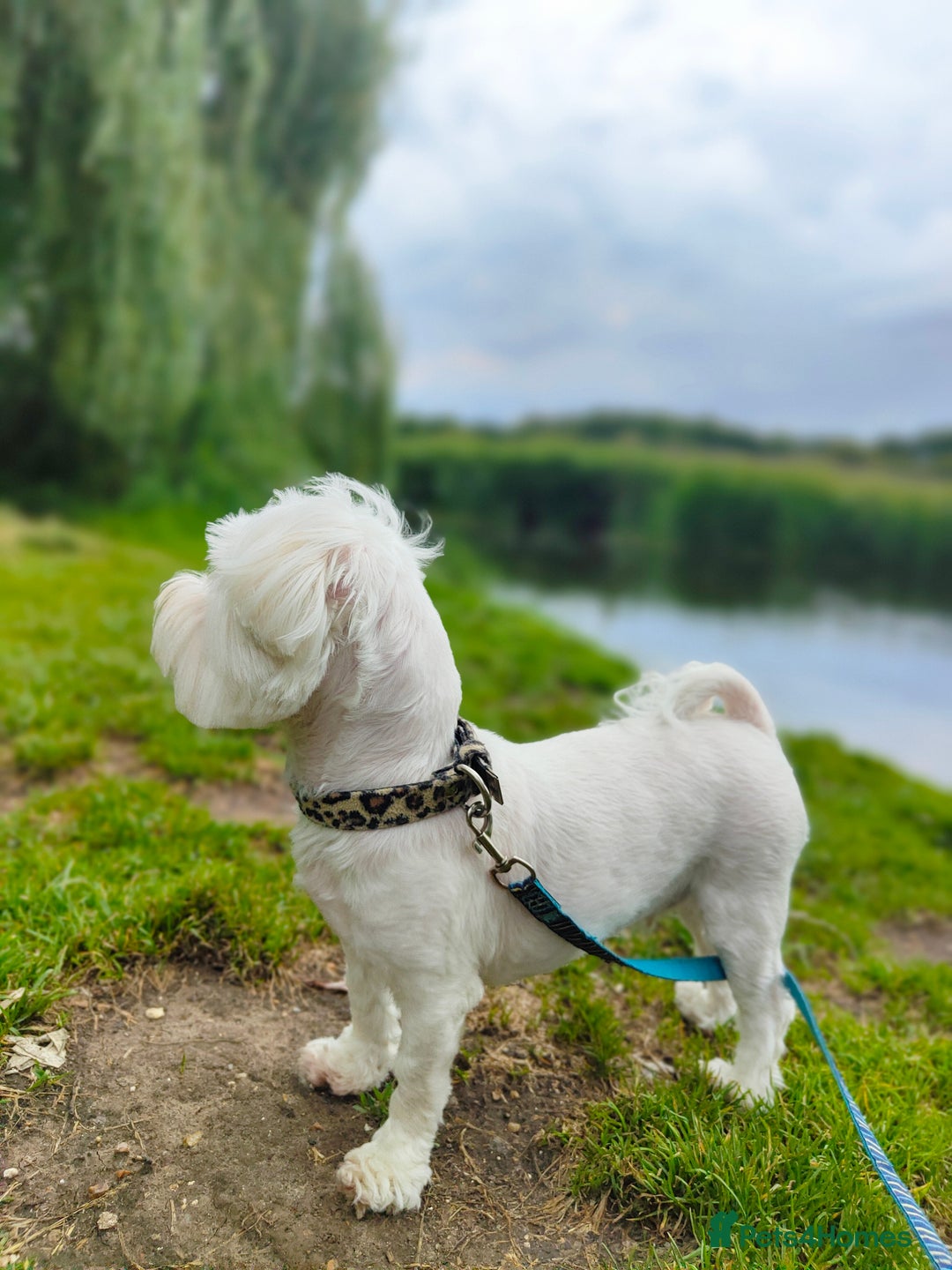 Maltipoo dogs for sale: F1 Tiny Maltipoo Puppies  - Advert 38