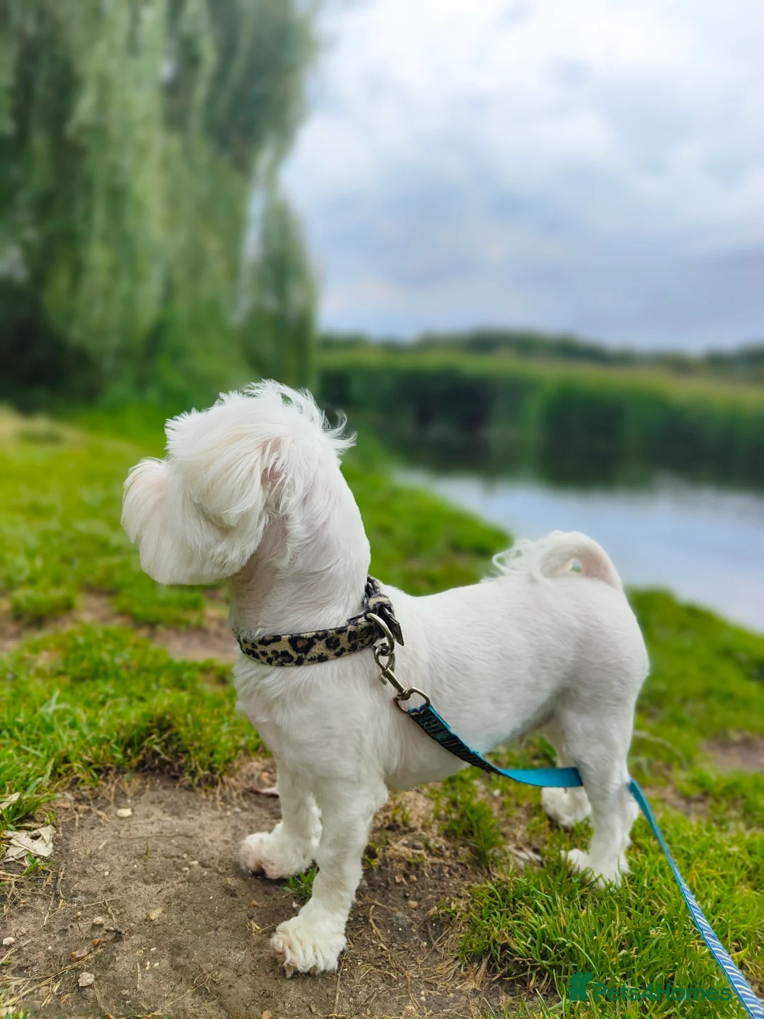 Maltipoo dogs for sale: Exclusive F1 Tiny Asian Maltipoo Puppies  - Advert 11