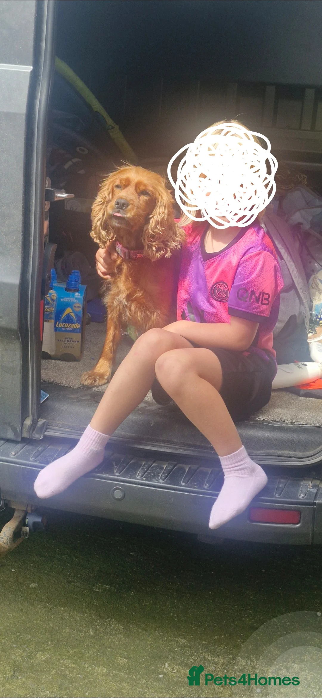 Cocker Spaniel dogs for sale: 🤎🧡 Chocolate Sable & Tan 🧡🤎 - Advert 16